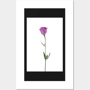 Beautiful pink flower Posters and Art